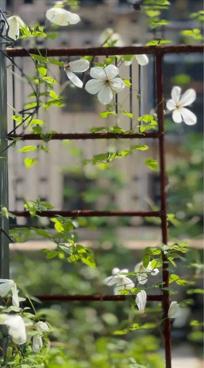 Clematis 'Maria Cornelia'月亮女神