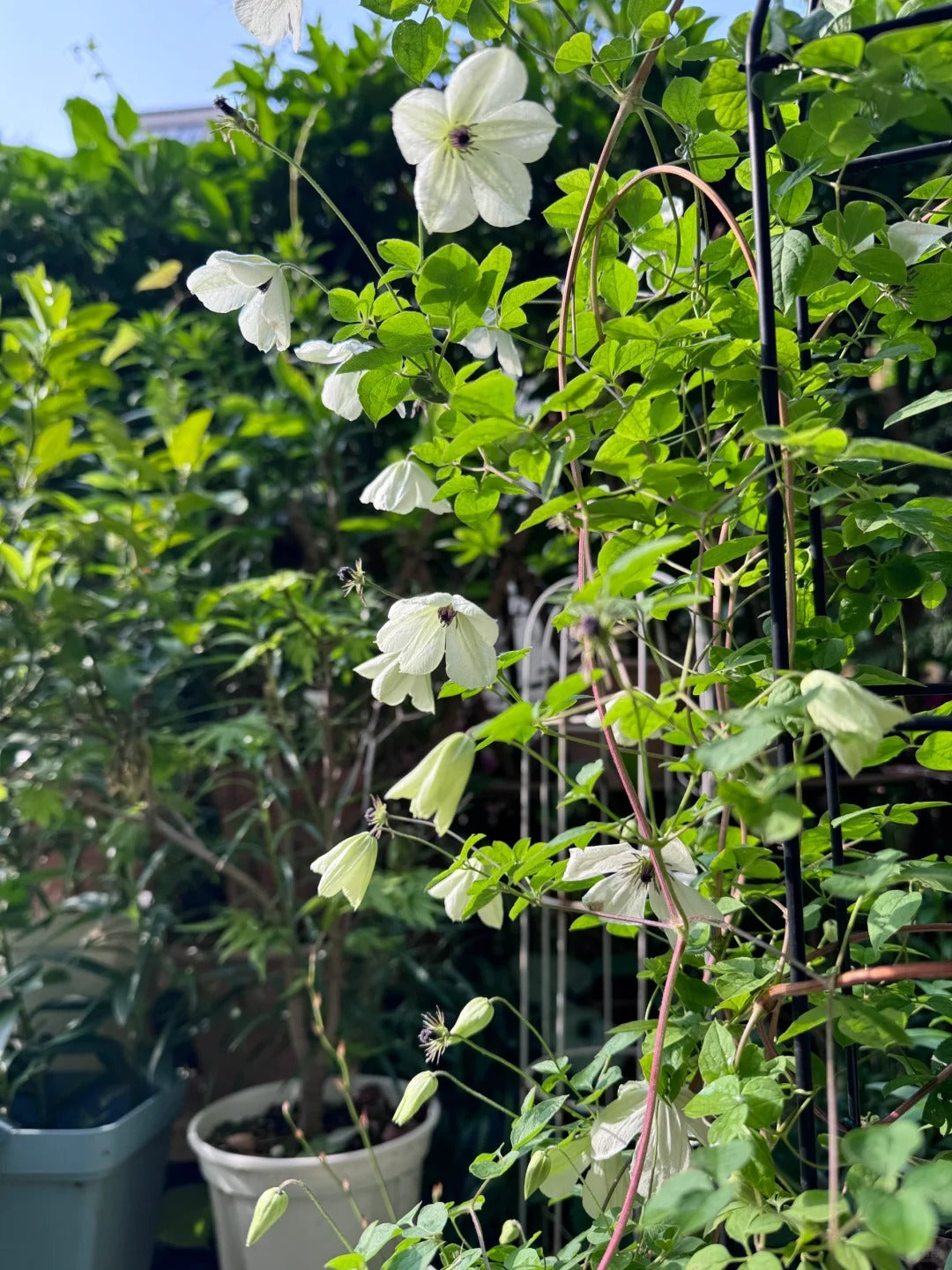 Clematis 'Maria Cornelia'月亮女神