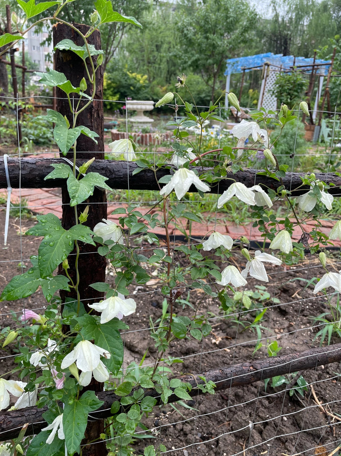 Clematis 'Maria Cornelia'月亮女神