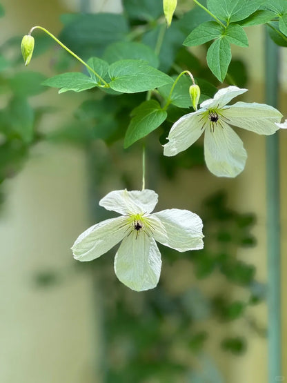 Clematis 'Maria Cornelia'月亮女神
