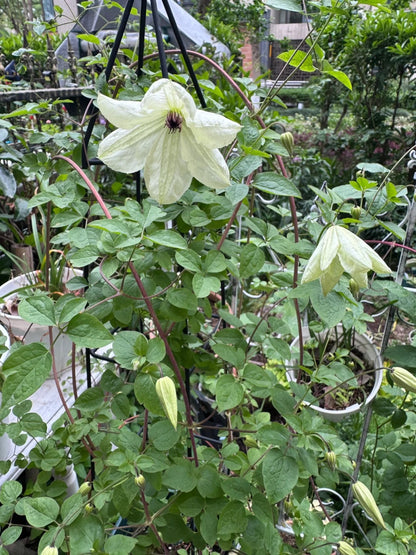 Clematis 'Maria Cornelia'月亮女神