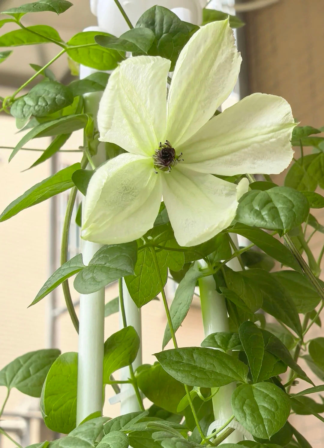 Clematis 'Maria Cornelia'月亮女神