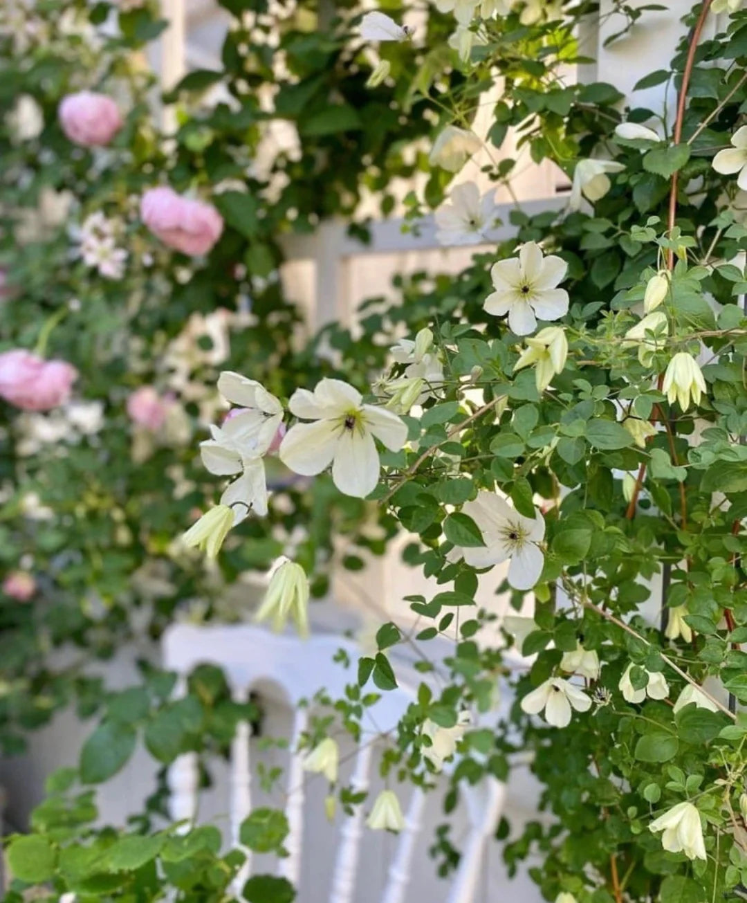 Clematis 'Maria Cornelia'月亮女神