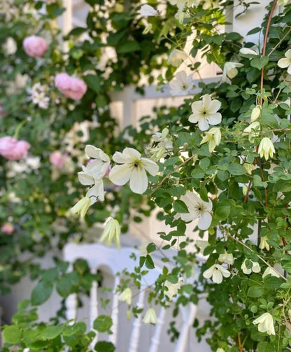 Clematis 'Maria Cornelia'月亮女神