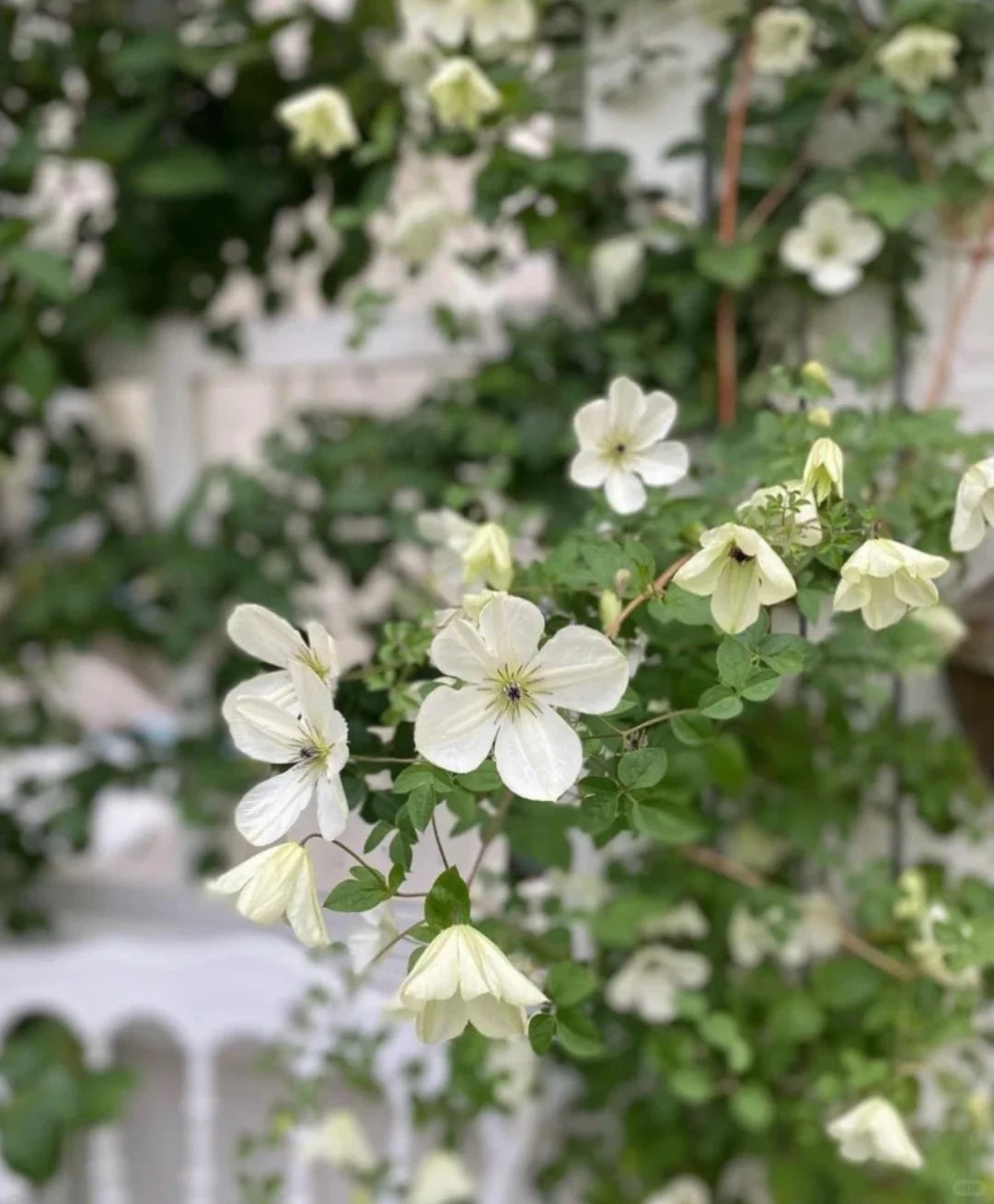 Clematis 'Maria Cornelia'月亮女神