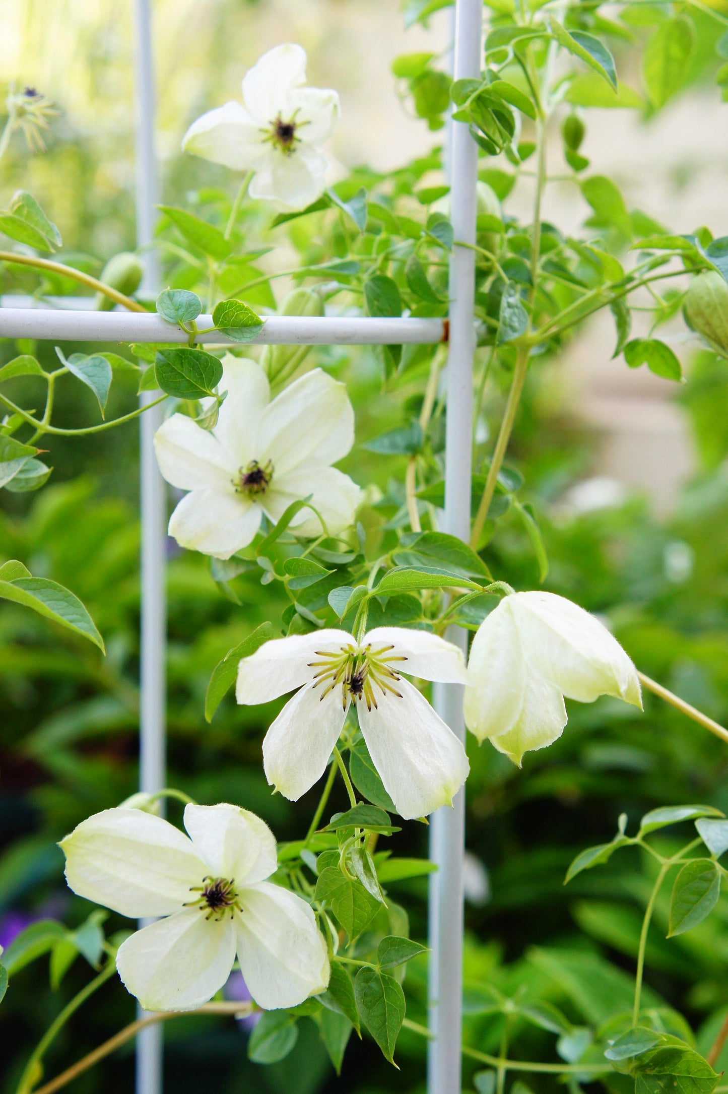 Clematis 'Maria Cornelia'月亮女神