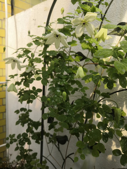 Clematis 'Maria Cornelia'月亮女神