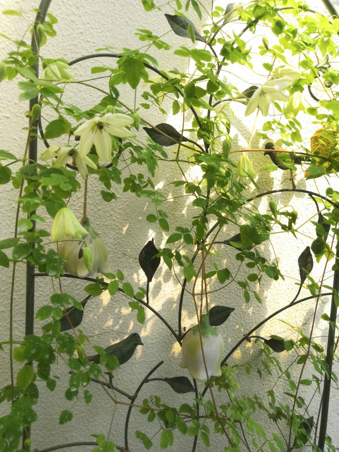 Clematis 'Maria Cornelia'月亮女神