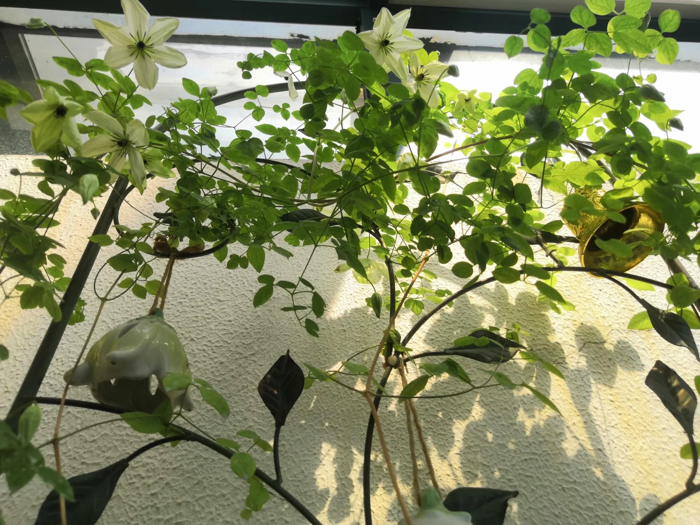 Clematis 'Maria Cornelia'月亮女神