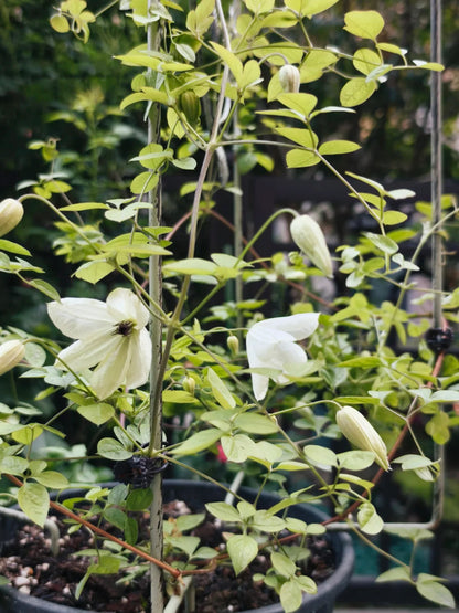Clematis 'Maria Cornelia'月亮女神