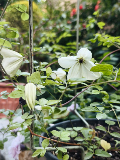 Clematis 'Maria Cornelia'月亮女神