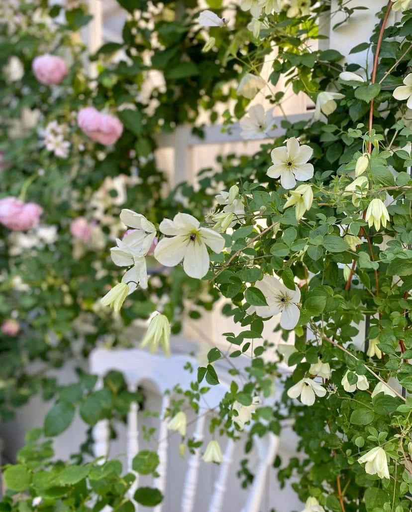 Clematis 'Maria Cornelia'月亮女神