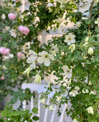 Clematis 'Maria Cornelia'月亮女神