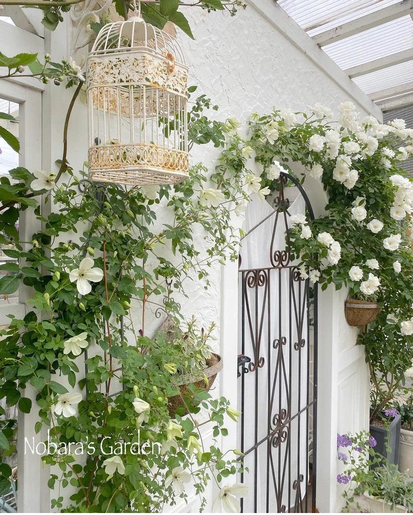 Clematis 'Maria Cornelia'月亮女神
