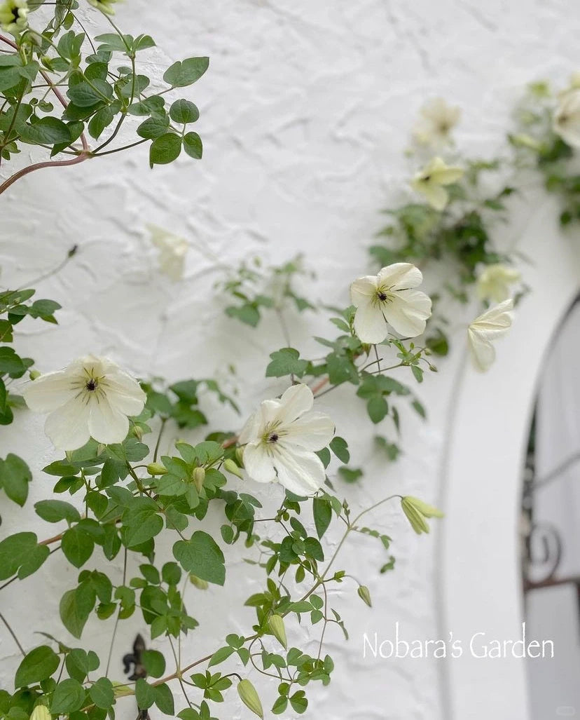 Clematis 'Maria Cornelia'月亮女神