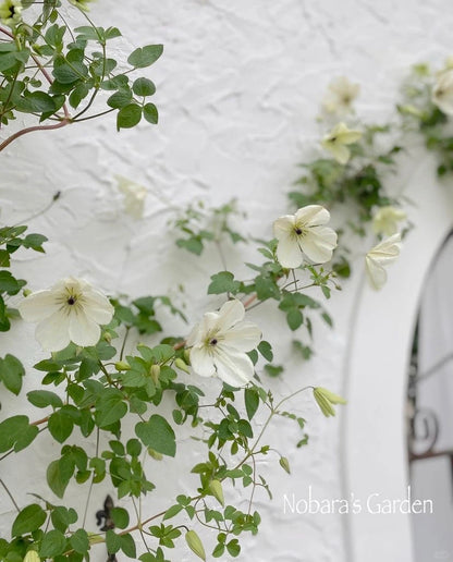 Clematis 'Maria Cornelia'月亮女神