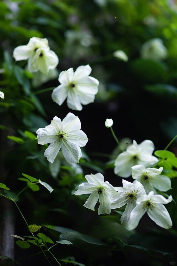 Clematis 'Maria Cornelia'月亮女神
