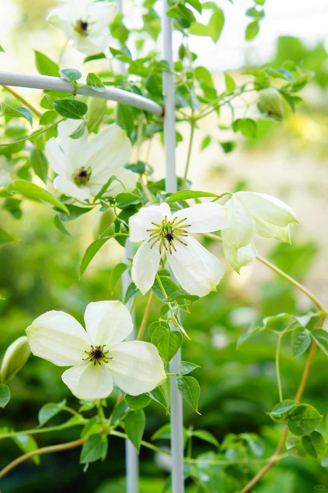 Clematis 'Maria Cornelia'月亮女神