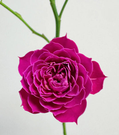 Rose 'Marriotta ' 马里奥塔