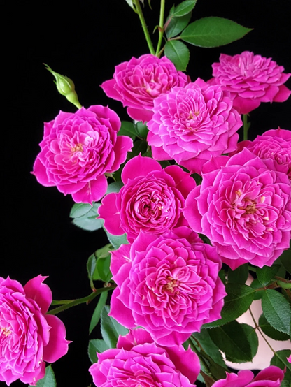 Rose 'Marriotta ' 马里奥塔