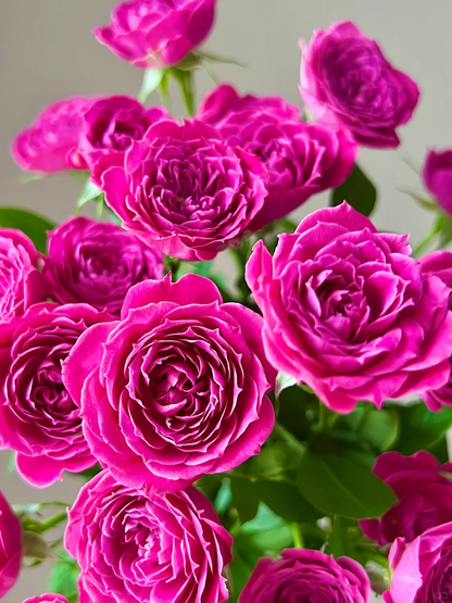 Rose 'Marriotta ' 马里奥塔