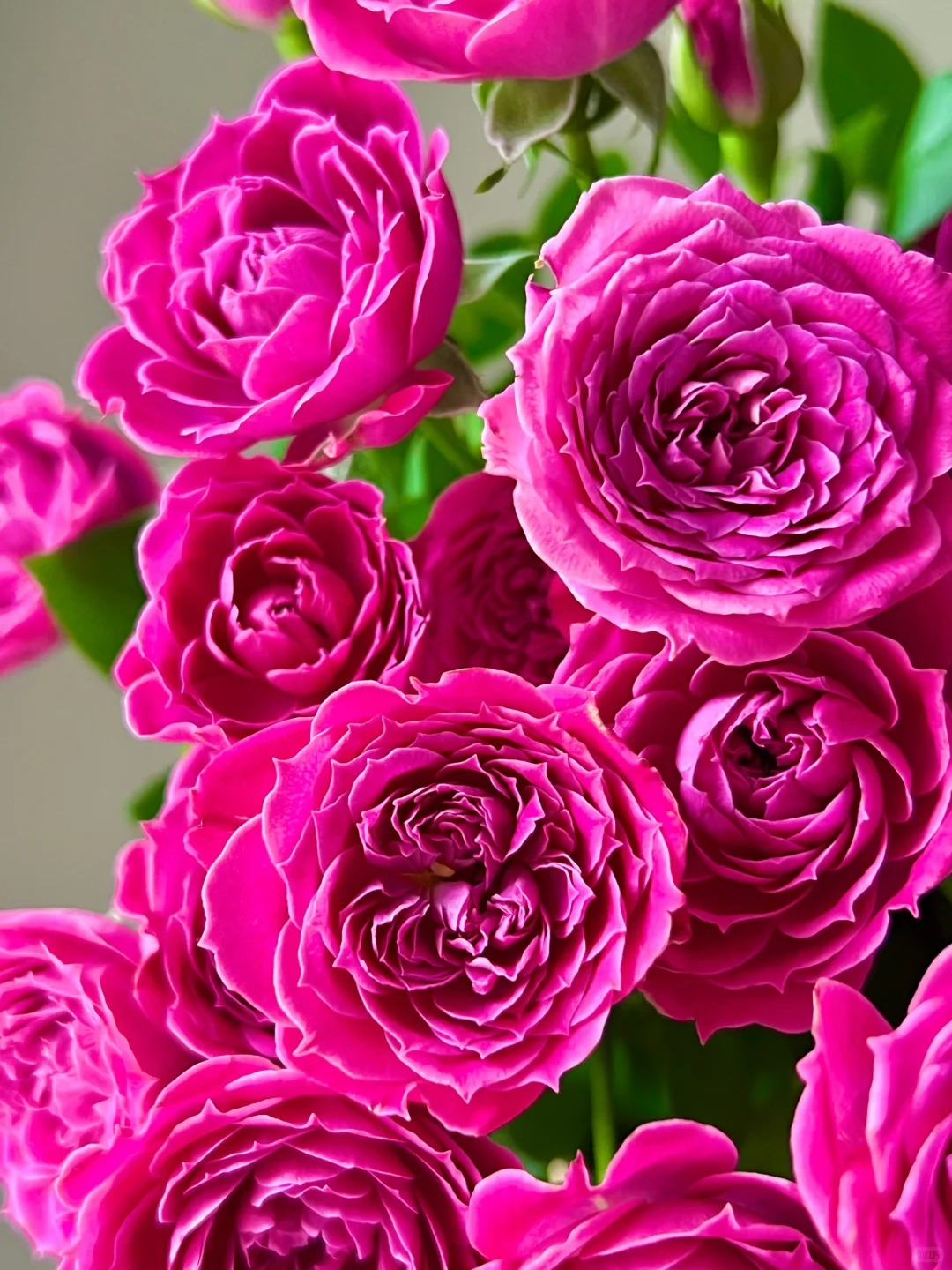 Rose 'Marriotta ' 马里奥塔