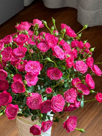 Rose 'Marriotta ' 马里奥塔