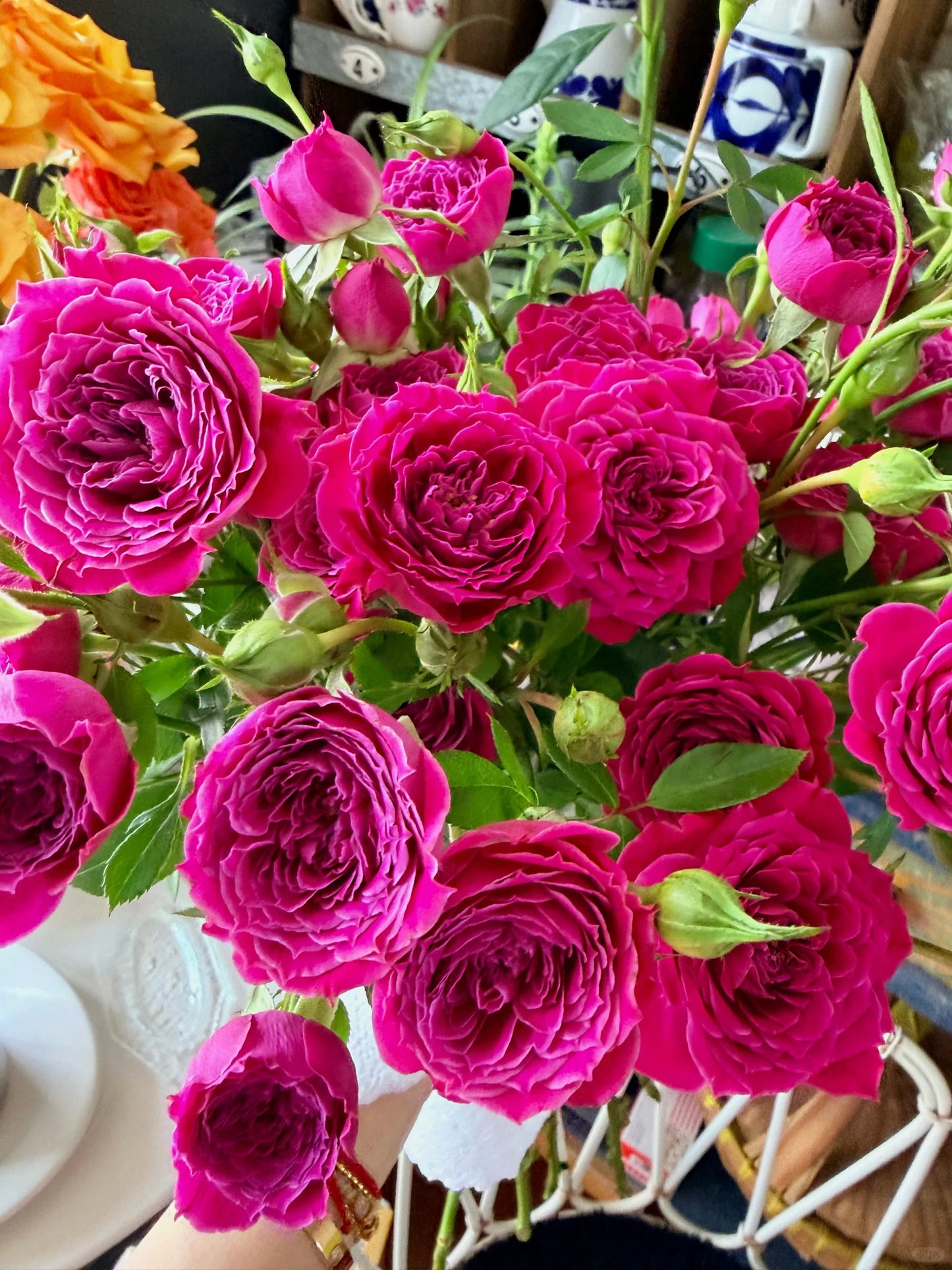 Rose 'Marriotta ' 马里奥塔