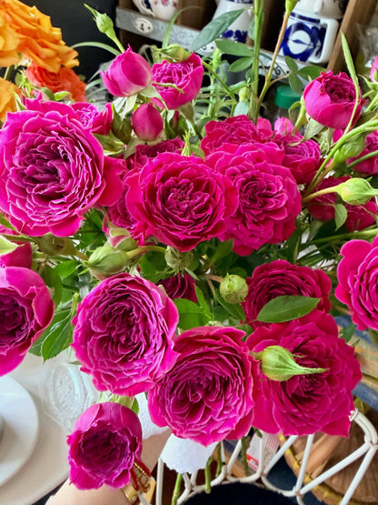 Rose 'Marriotta ' 马里奥塔