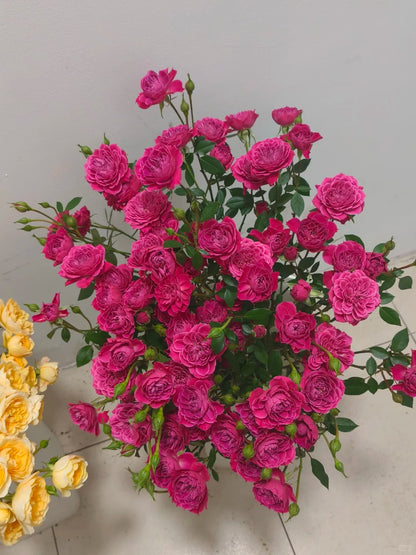Rose 'Marriotta ' 马里奥塔