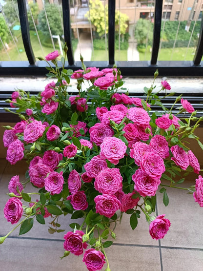 Rose 'Marriotta ' 马里奥塔
