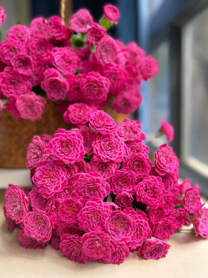 Rose 'Marriotta ' 马里奥塔