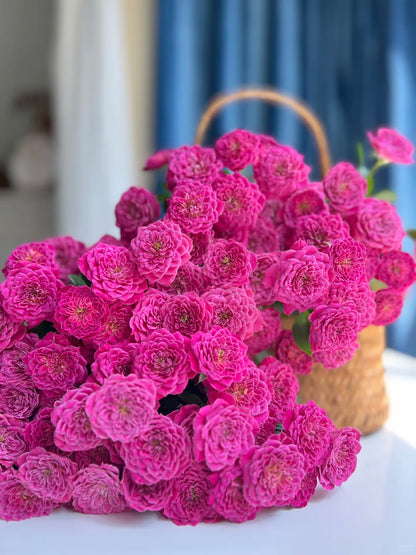 Rose 'Marriotta ' 马里奥塔