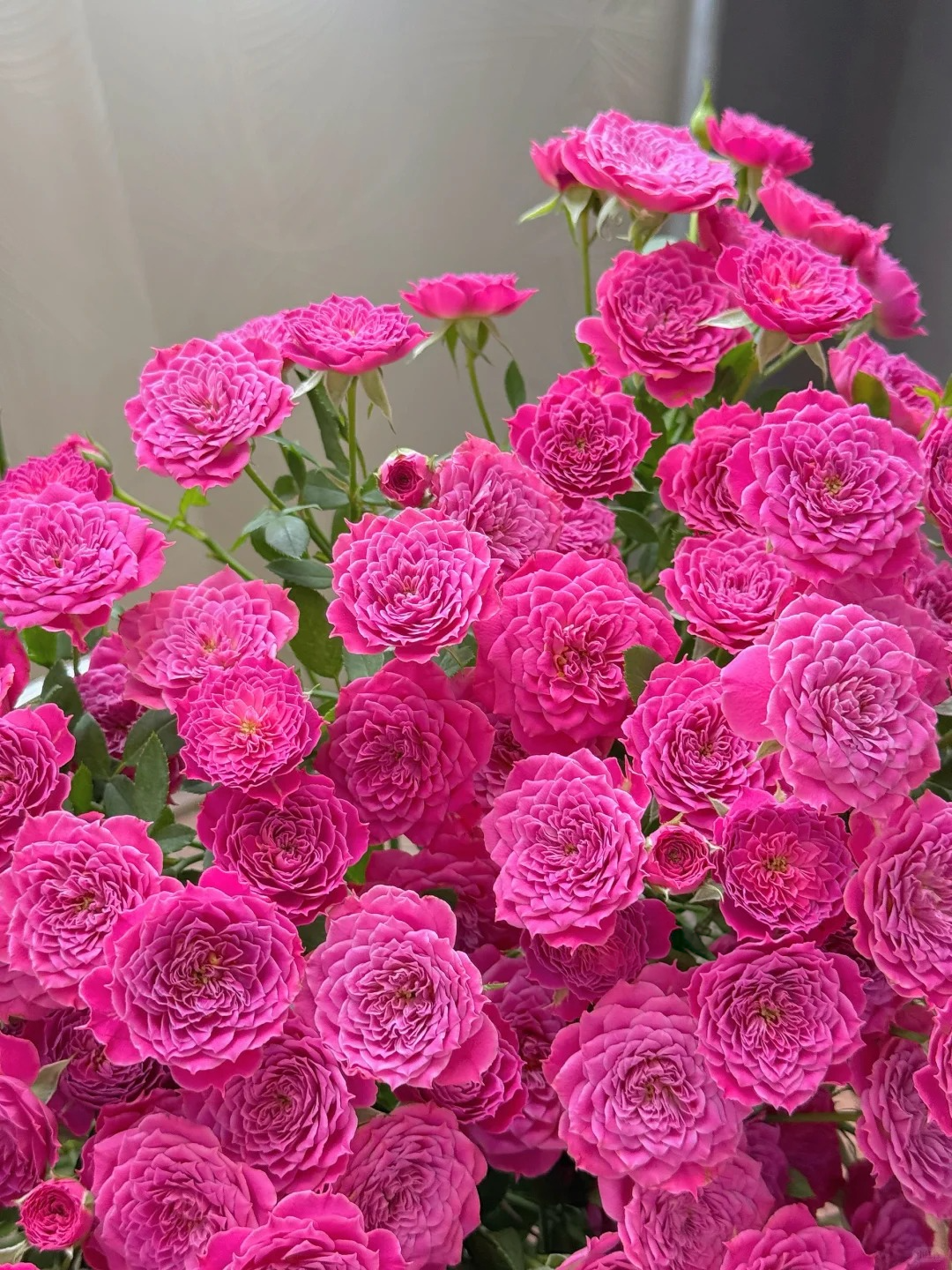 Rose 'Marriotta ' 马里奥塔