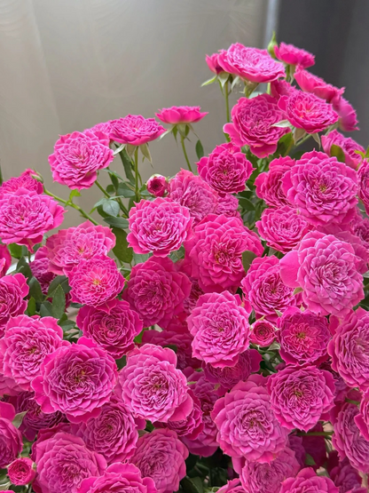 Rose 'Marriotta ' 马里奥塔