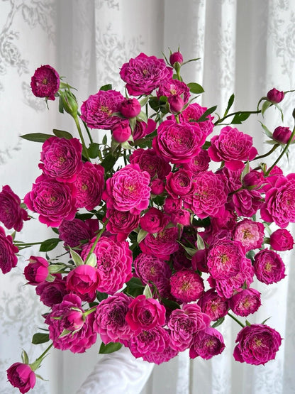 Rose 'Marriotta ' 马里奥塔