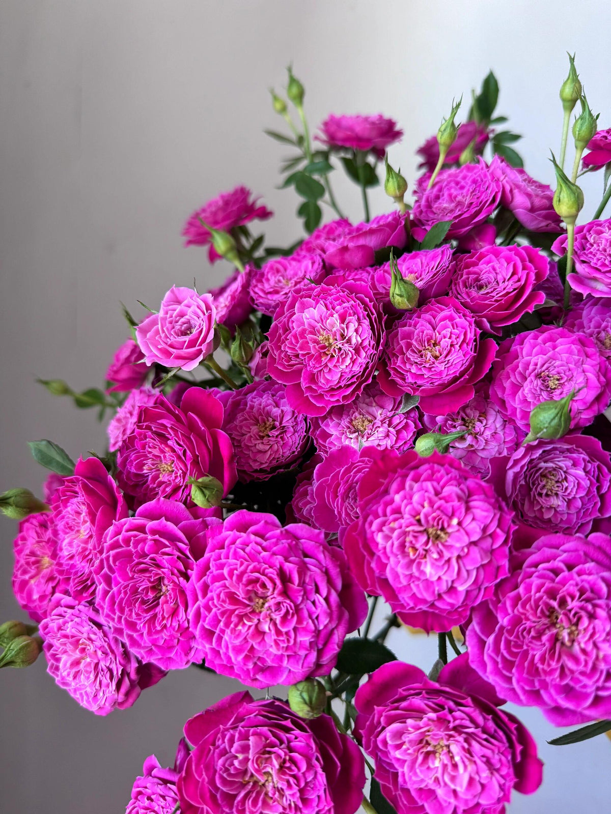 Rose 'Marriotta ' 马里奥塔