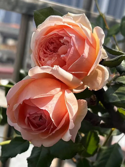 Rosa 'Masora' 真宙