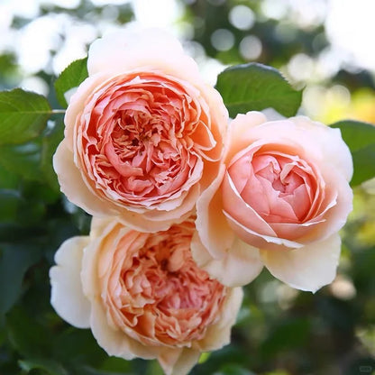 Rosa 'Masora' 真宙