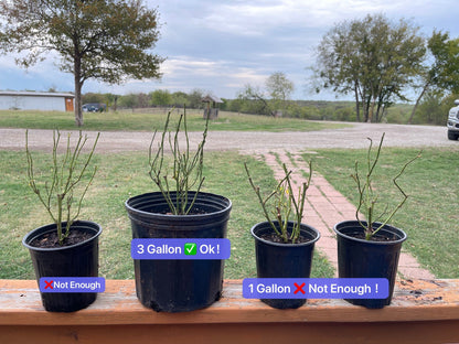 Rose  ‘ Zhu Sha Wan | 朱砂碗  - New Variety 2022