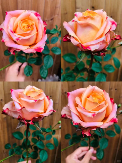 Rose 'Oil Painting Mona Lisa' 油画蒙娜丽莎