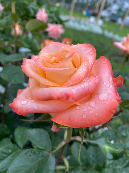 Rose 'Oil Painting Mona Lisa' 油画蒙娜丽莎