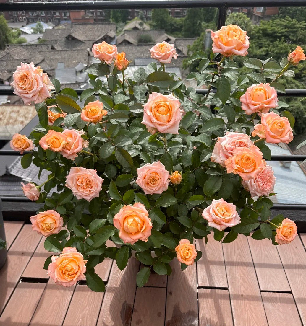 Rose 'Oil Painting Mona Lisa' 油画蒙娜丽莎