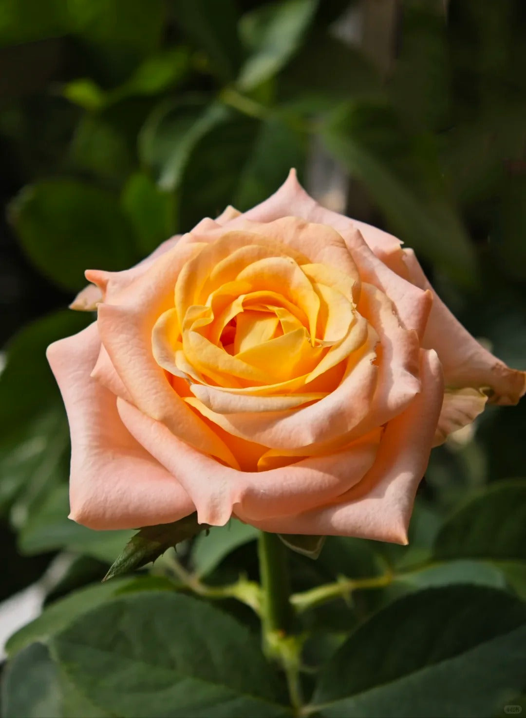 Rose 'Oil Painting Mona Lisa' 油画蒙娜丽莎