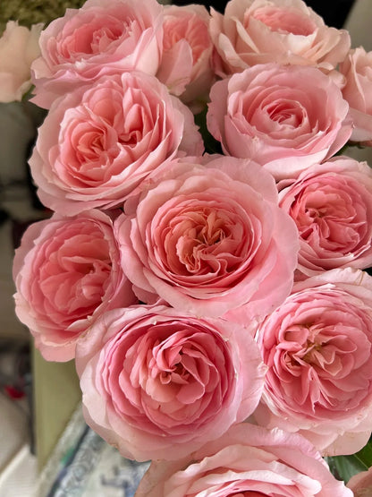 Rose 'Pamela' 粉梅拉