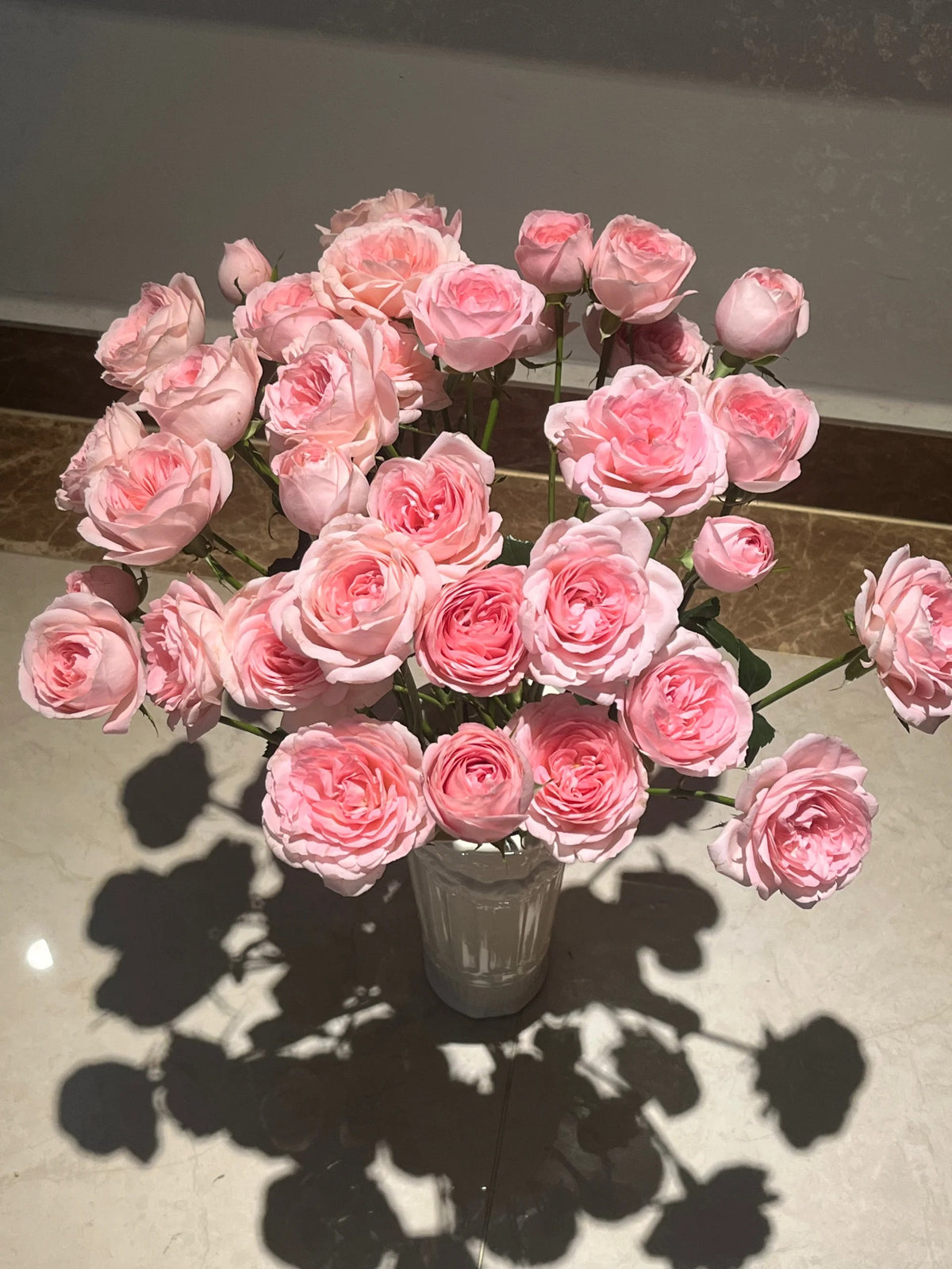 Rose 'Pamela' 粉梅拉