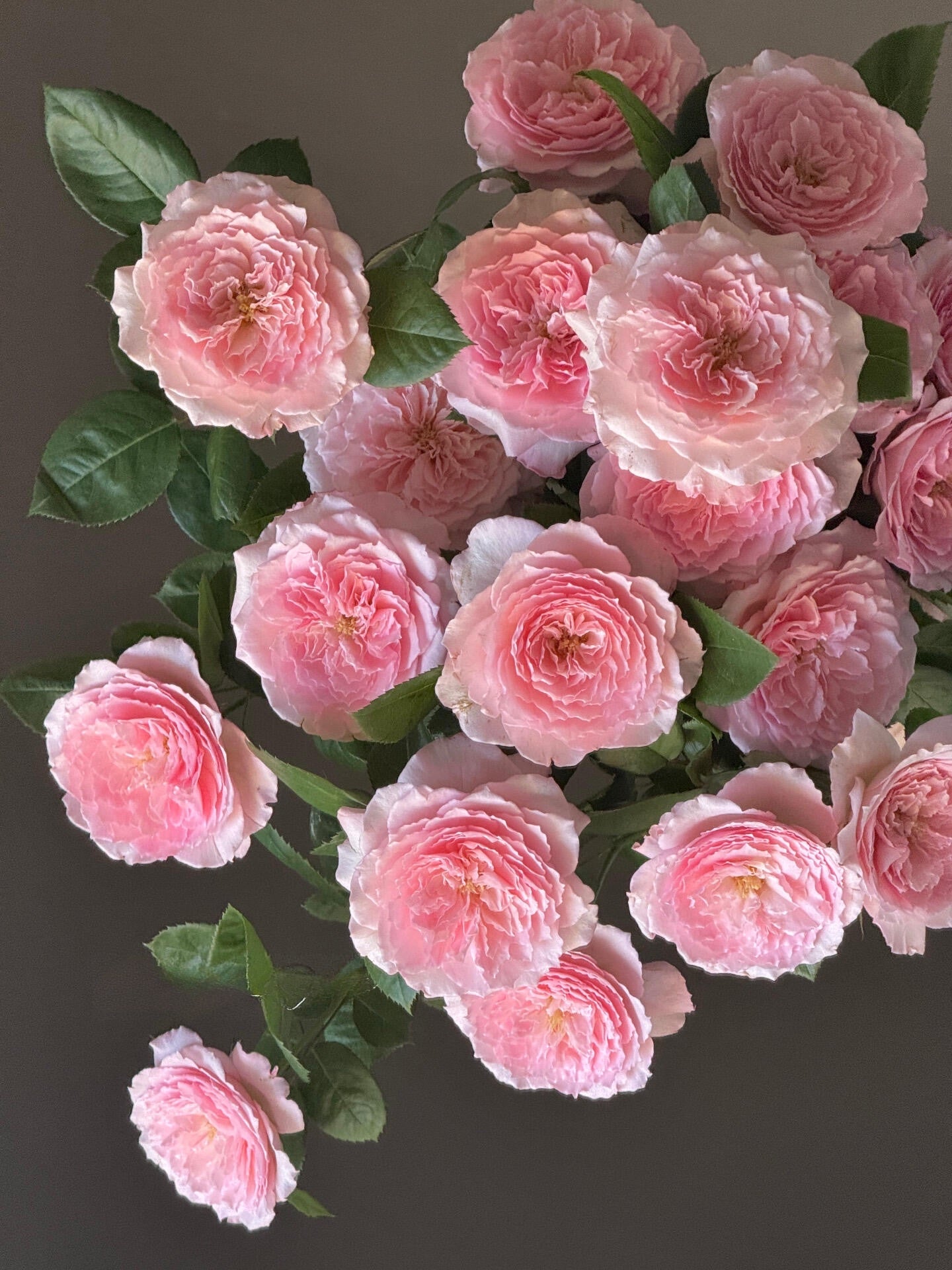 Rose 'Pamela' 粉梅拉
