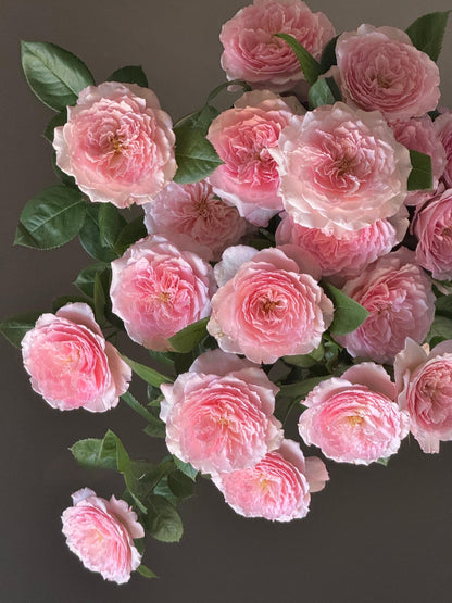 Rose 'Pamela' 粉梅拉