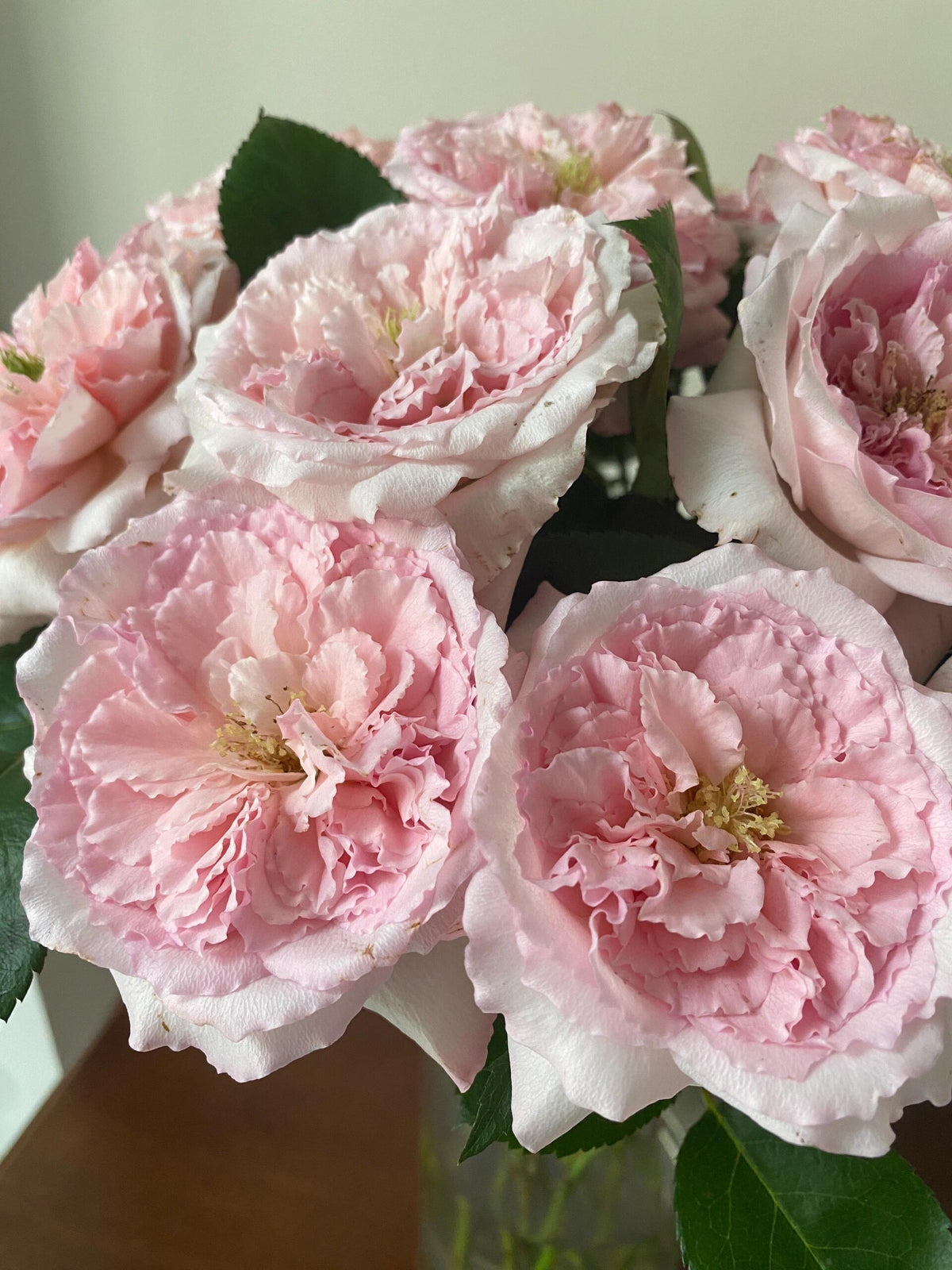 Rose 'Pamela' 粉梅拉