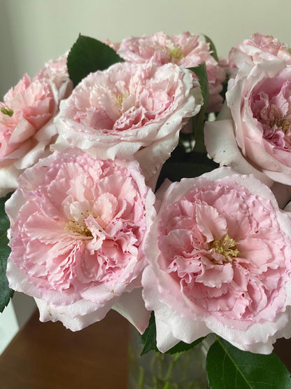 Rose 'Pamela' 粉梅拉